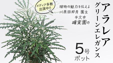 アラレア グリーンエレガンス 5号ポット 1点
