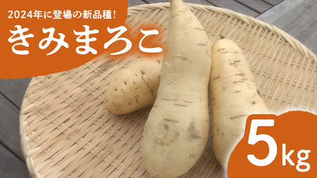 みずほの村市場牛久店 さつまいも 「 きみまろこ 」 5kg 甘い 芋 いも サツマイモ スイーツ 野菜 珍しい野菜