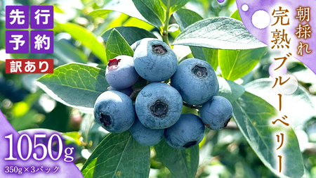 ≪先行予約≫[ 訳あり ] 朝採れ 完熟 ブルーベリー 1050g ( 350g × 3パック ) [ 2026年 7月中旬頃より発送開始 ]