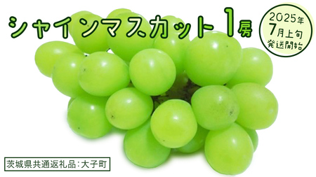 シャインマスカット 1房[2025年7月上旬発送開始](茨城県共通返礼品:大子町) ぶどう 葡萄 ブドウ マスカット フルーツ 果物 スイーツ
