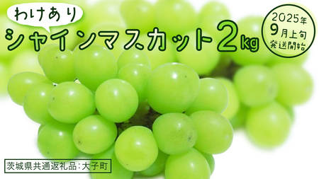 [ 訳あり ] シャインマスカット 2kg [2025年9月上旬発送開始](茨城県共通返礼品:大子町) ぶどう 葡萄 マスカット フルーツ 果物 ワケあり ご自宅用 ご家庭用 自分用
