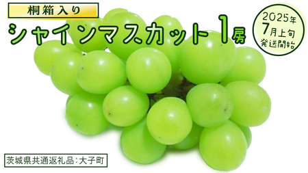 [桐箱入り] シャインマスカット 1房[2025年7月上旬発送開始](茨城県共通返礼品:大子町) ぶどう 葡萄 マスカット フルーツ 果物 贈答用 ギフト 贈り物