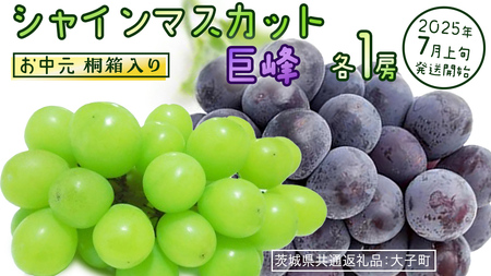 [ お中元 桐箱入り ] シャインマスカット & 巨峰 (各1房) [2025年7月上旬発送開始](茨城県共通返礼品:大子町) ぶどう 葡萄 マスカット フルーツ 果物 贈答用 ギフト 贈り物