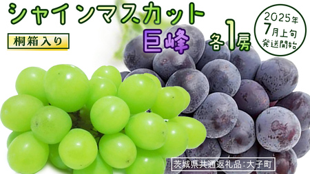 y˔z VC}XJbg &  (eP[)y2025N7{Jnz(錧ʕԗiFq) Ԃǂ  }XJbg t[c ʕ p Mtg 蕨