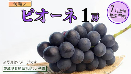 [桐箱入り] ピオーネ 1房[2025年7月上旬発送開始](茨城県共通返礼品:大子町) ブドウ ぶどう 葡萄 ピオーネ 果物 フルーツ 果実 贈答用 贈り物 ギフト プレゼント