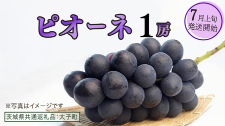 ピオーネ 1房[2025年7月上旬発送開始](茨城県共通返礼品:大子町) ブドウ ぶどう 葡萄 ピオーネ 果物 フルーツ 果実