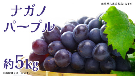 ナガノパープル 約5kg (7～9房)【2025年9月上旬発送開始】(茨城県共通返礼品：大子町) ぶどう 葡萄 ブドウ 果物 フルーツ 果実