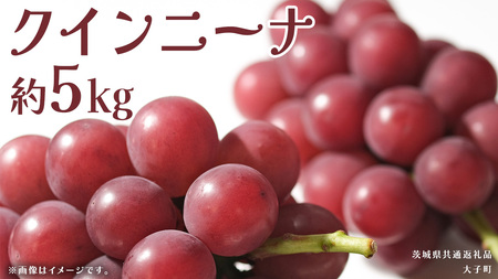 クインニーナ 約5kg (7〜9房) [2025年9月上旬発送開始](茨城県共通返礼品:大子町) ぶどう 葡萄 ブドウ 果物 フルーツ 果実