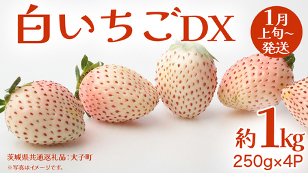  DX 1kg (250g×4P)y2026N1{Jnz(錧ʕԗiFq)   C`S ʕ t[c 