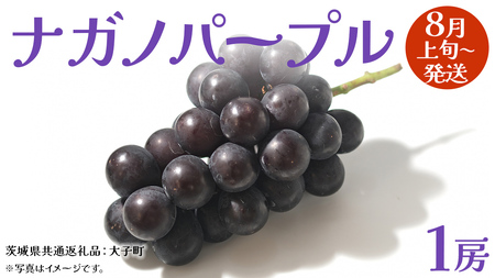 ナガノパープル 1房 【2025年8月上旬発送開始】(茨城県共通返礼品：大子町) ぶどう 葡萄 ブドウ 果物 フルーツ 果実 