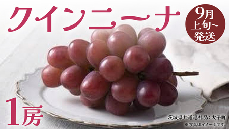 クインニーナ1房 [2025年9月上旬発送開始](茨城県共通返礼品:大子町) ぶどう 葡萄 ブドウ 果物 フルーツ 果実