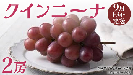 NCj[iQ[ y2025N9{Jnz(錧ʕԗiFq) Ԃǂ  uhE ʕ t[c ʎ