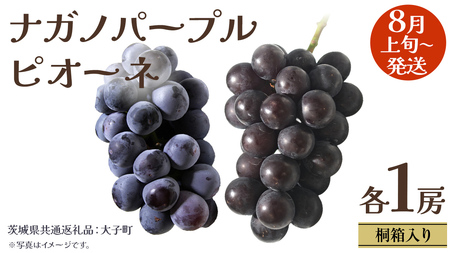 【 桐箱入り 】 ナガノパープル と ピオーネ  (各１房)【2025年8月上旬発送開始】(茨城県共通返礼品：大子町) ぶどう 葡萄 マスカット フルーツ 果物 贈答用 ギフト 贈り物