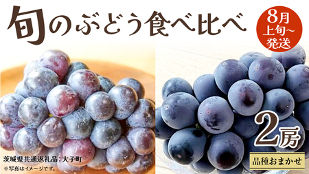 旬な ぶどう 食べ比べ 700g × 2房[2025年8月上旬発送開始](茨城県共通返礼品:大子町) ぶどう 葡萄 フルーツ 果物 おまかせ お楽しみ