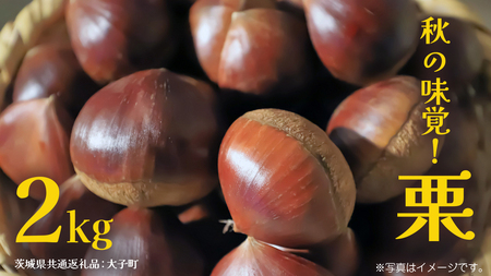 秋の味覚「 栗 」2kg [2025年9月上旬発送開始](茨城県共通返礼品:大子町)