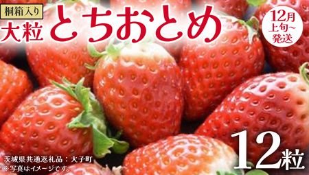 桐箱入り 大粒 とちおとめ 12粒[2025年12月上旬発送開始](茨城県共通返礼品:大子町)