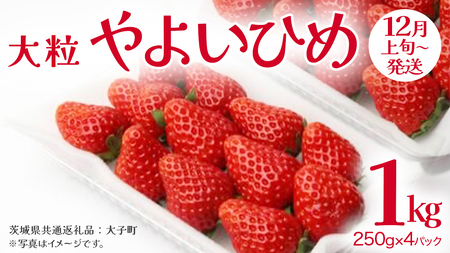 悢Ђ 嗱 250gi8`12j×4pbNy2025N12{Jnz(錧ʕԗiFq)   ʕ t[c ʎ