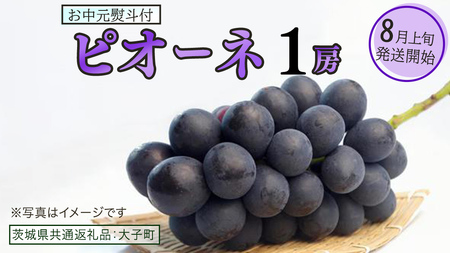 [ お中元 熨斗付き ] ピオーネ 1房 [2026年8月上旬発送開始](茨城県共通返礼品:大子町)