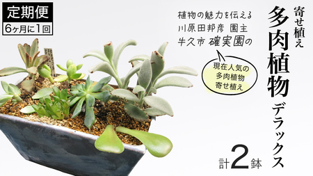 寄せ植え 多肉植物 デラックス [ 半年に1回お届け(全2回お届け)]