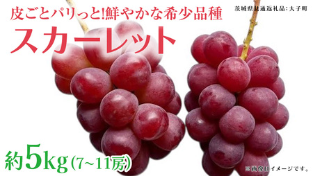 スカーレット 5kg [2026年7月上旬発送開始](茨城県共通返礼品:大子町)