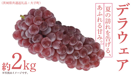 デラウェア 2kg [ 2026年7月上旬発送開始 ] (茨城県共通返礼品:大子町)