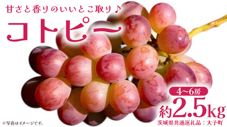 コトピー 2.5kg [2026年8月下旬発送開始 ] (茨城県共通返礼品:大子町)