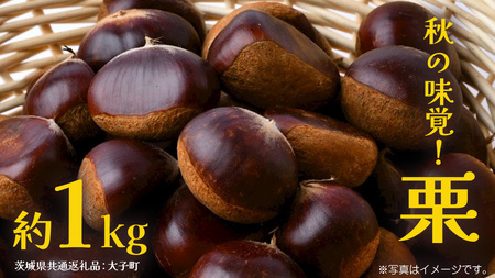栗 1kg [2026年9月上旬発送開始](茨城県共通返礼品:大子町)