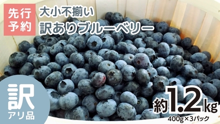 [訳あり]大小不揃い 冷凍ブルーベリー 1.2kg [2026年8月上旬頃より発送開始]