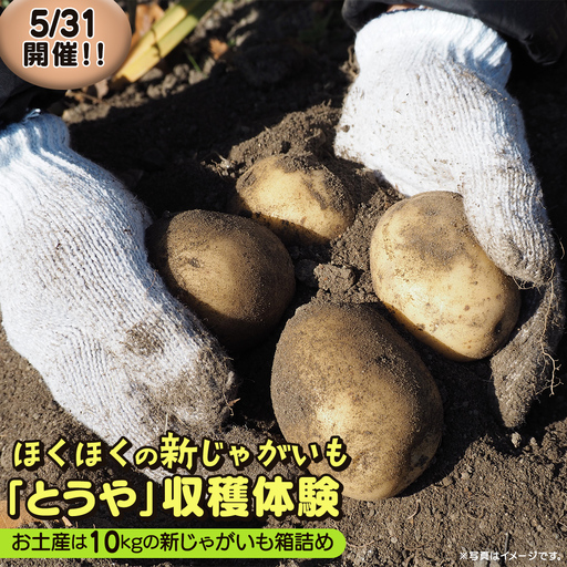 じゃがいも 「 とうや 」 収穫体験 (5/31(日)開催)