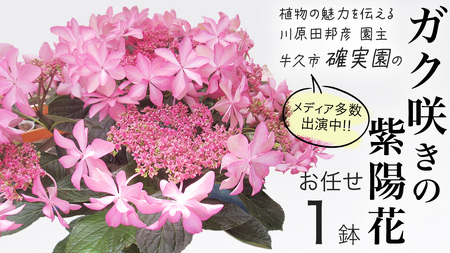 ≪先行予約≫アジサイ ガク咲き [ おまかせ 1点 ][2026年4月上旬頃より発送開始]