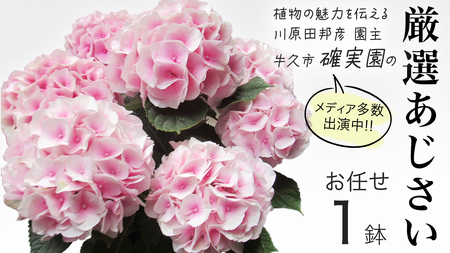 ≪先行予約≫アジサイ [ おまかせ 1点 ][2026年4月上旬頃より発送開始]