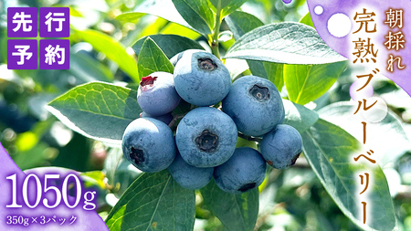 ≪先行予約≫ 朝採れ 完熟 ブルーベリー 1,050g ( 350g × 3パック )[ 2026年 6月上旬頃より発送開始 ]