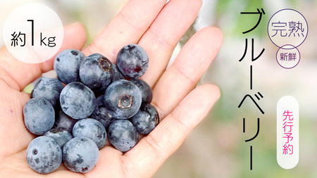 s s\ tn VNu[x[ 1kg y2026N6{蔭Jnz Yn  x[ 1kg 1L Â Î_ς Ⓚ 嗱   t[c ʕ   