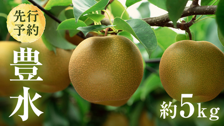 [ 2025年8月下旬発送開始 ] 茨城県産 梨 豊水 (約 5kg ) 10〜16玉 梨 なし 和梨 日本梨 果物 フルーツ 新鮮 旬 期間限定 国産 先行予約