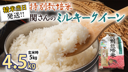 [ 特別栽培米 ] 令和5年産 精米日出荷 関さんの「 ミルキークイーン 」 4.5kg ( 玄米時 5kg ) 新鮮 精米 米 こめ コメ 特別栽培農産物 認定米