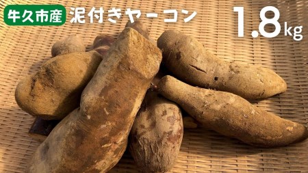 牛久市産 泥付き 「 ヤーコン 」 1.8kg 野菜 健康 健康野菜 食物繊維 根菜 芋 いも イモ