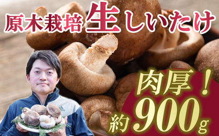 肉厚!原木しいたけちゃん 900g[離島・沖縄配送不可][ しいたけ椎茸 茨城県しいたけ椎茸 つくば市しいたけ椎茸 おすすめしいたけ椎茸 ]