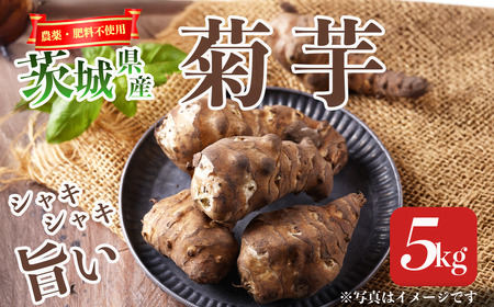 ☆先行予約 2026年1月発送開始☆農薬・肥料不使用の菊芋 5kg| 菊芋