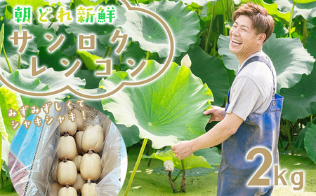 レンコン 新鮮な朝採れレンコン 2kg 蓮根