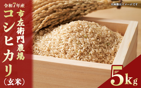 令和7年産 市左衛門農場コシヒカリ5kg(玄米) スピード発送 こしひかり