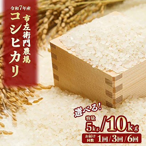 【定期便】令和7年産 市左衛門農場コシヒカリ10kg×3回 こしひかり