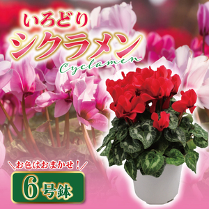 [数量限定]シクラメン[6号鉢]1鉢 花 鉢植え 鉢花 ギフト お祝い 贈答品 インテリア 庭 ガーデン(KAQ-3)