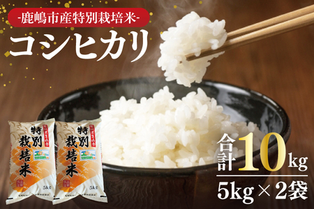 [令和6年産]鹿嶋市の子どもたちが食べている特別栽培米コシヒカリ10kg(5kg×2袋)[お米 米 こしひかり 特別栽培 有機肥料 有機栽培 鹿嶋市 茨城県 白米 新米 おにぎり ごはん 30000円以内 3万円以内](KBS-7)