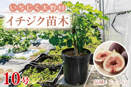 イチジク苗木 10号 [なえぎ 観葉 植物 いちじく 自宅 ポット ドーフィン 茨城県 鹿嶋市](KAE-8)