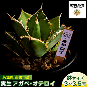 鹿嶋市産 実生アガベ・オテロイ(3〜3.5号鉢サイズ)[アガベ オテロイ 多肉植物 鉢 茨城県 鹿嶋市](KCP-11)