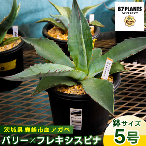 鹿嶋市産 実生アガベ・パリー×フレキシスピナ(5号鉢)[アガベ パリー フレキシスピナ 多肉植物 鉢 茨城県 鹿嶋市 ](KCP-15)