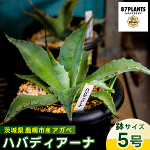 鹿嶋市産 実生アガベ・ハバディアーナ(5号鉢)[アガベ ハバディアーナ 多肉植物 鉢 茨城県 鹿嶋市 ](KCP-23)