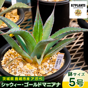 鹿嶋市産 実生アガベ・シャウィー・ゴールドマニアナ(5号鉢)[アガベ シャウィー ゴールドマニアナ 多肉植物 鉢 茨城県 鹿嶋市 ](KCP-27)