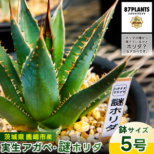 アガベーのふるさと納税 返礼品 検索結果 | ふるさと納税サイト