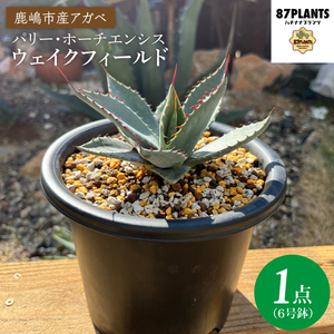 アガベ パリー・ホーチエンシス『ウェイクフィールド』[観葉植物 自然 お庭 インテリア 多肉 アガベ 6号 鉢 ナチュラル 鹿嶋市産 実生](KCP-8-b)